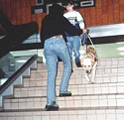 Guide dog 4